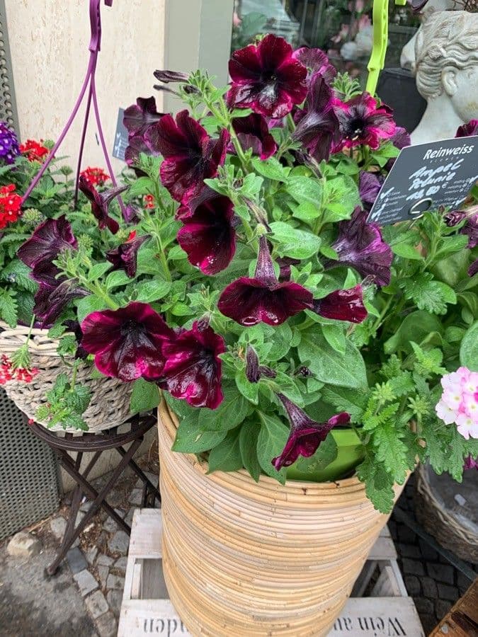 Petunia 27