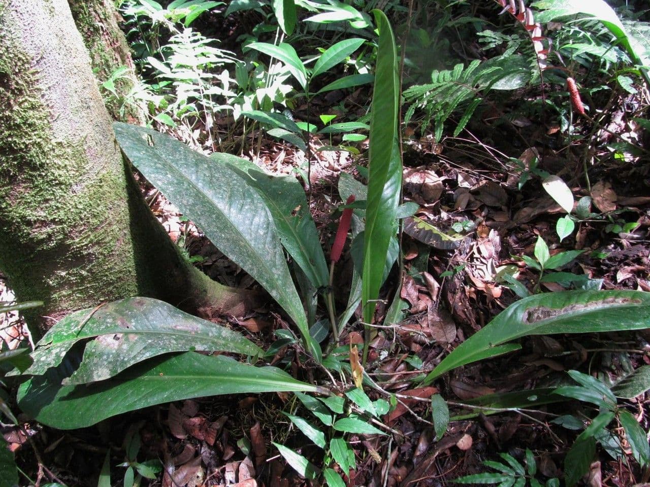 Anthurium 9