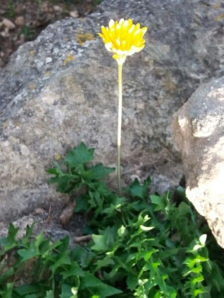 Hyoseris radiata 26