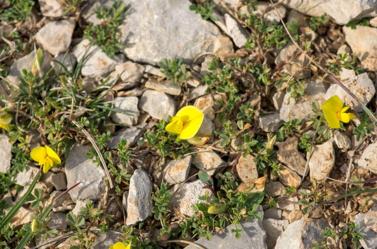 Ononis striata 7