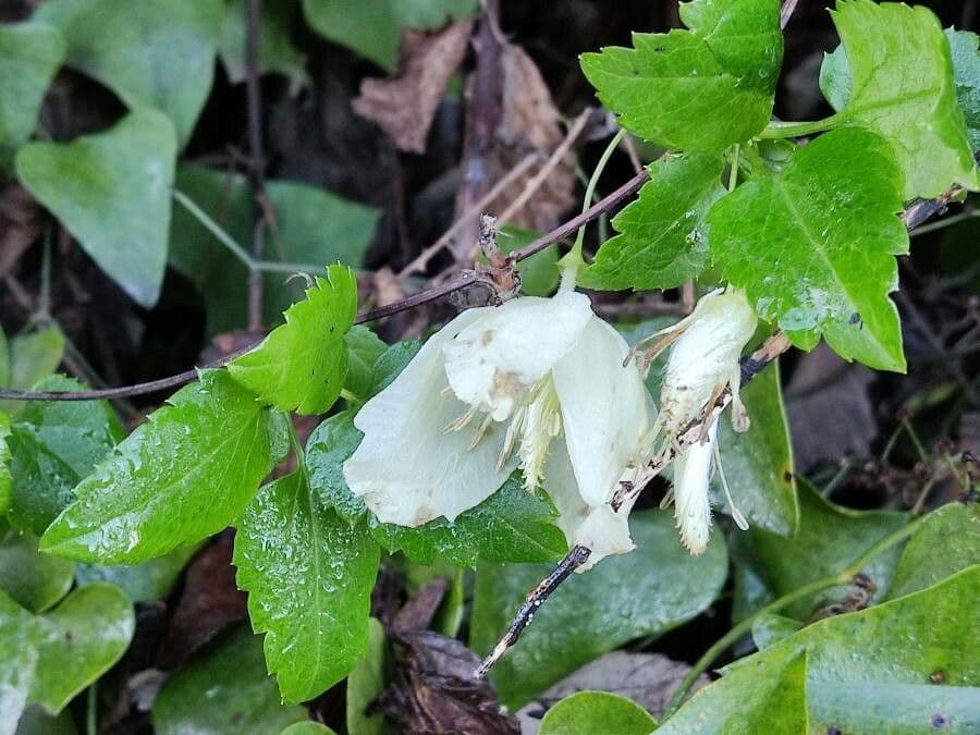 Clematis cirrhosa 19