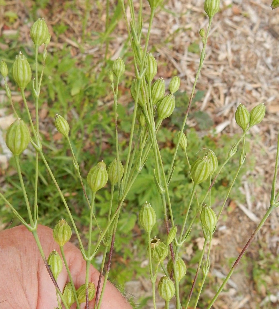 Silene antirrhinum 8