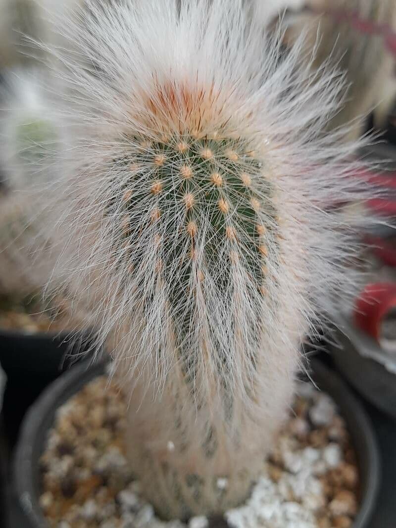Echinocereus 3