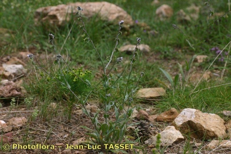 Cynoglossum dioscoridis 11