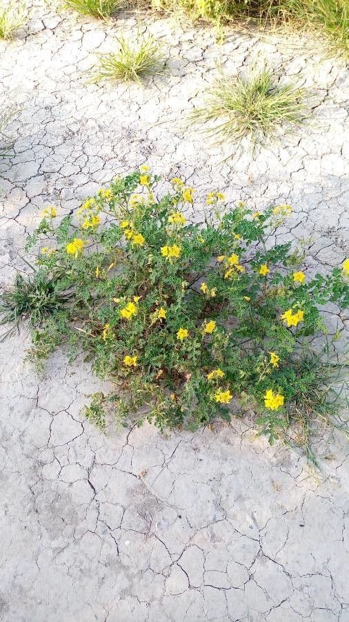 Solanum rostratum 26