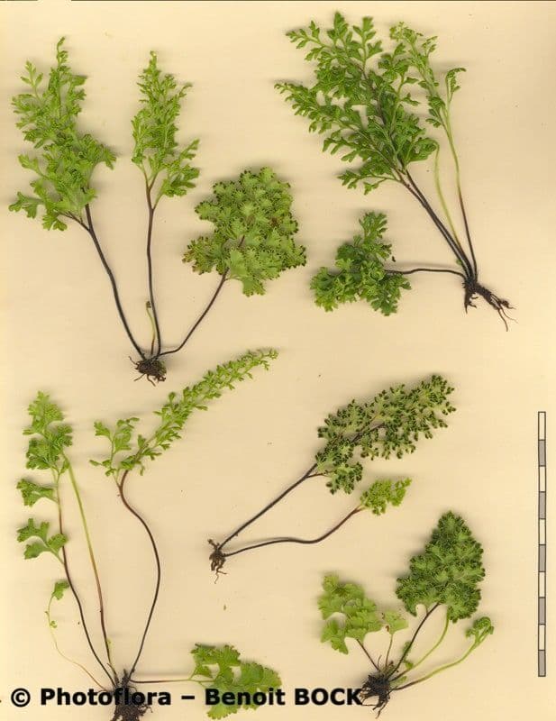Anogramma leptophylla 20