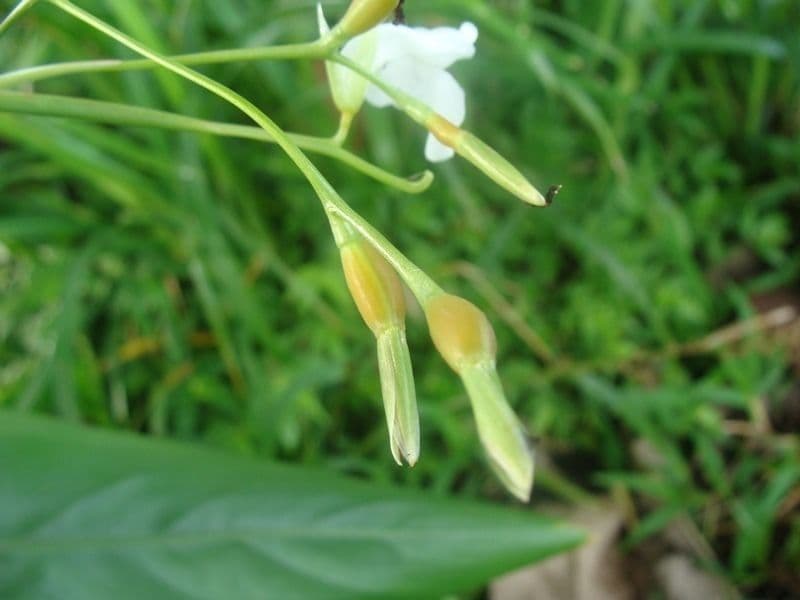 Maranta 4