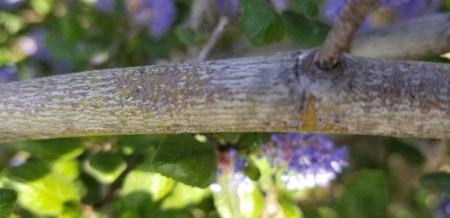 Ceanothus 18