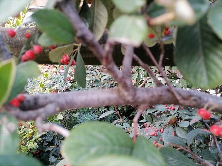 Cotoneaster 24