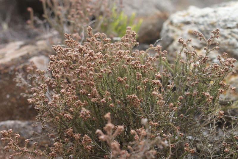 Heide 8