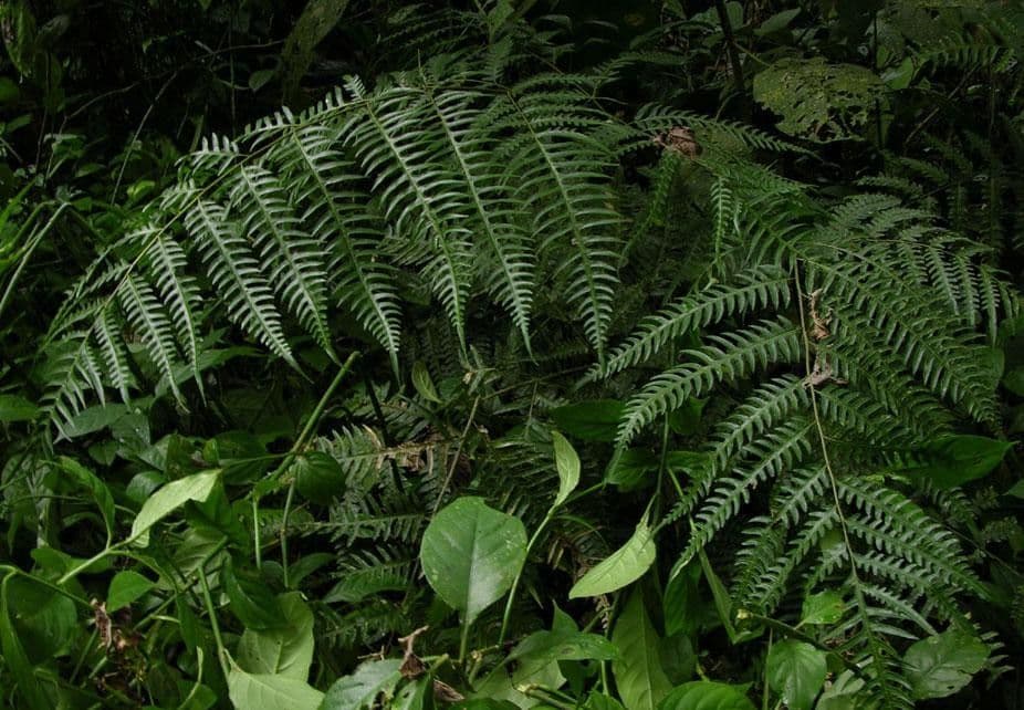 Pteris altissima 2