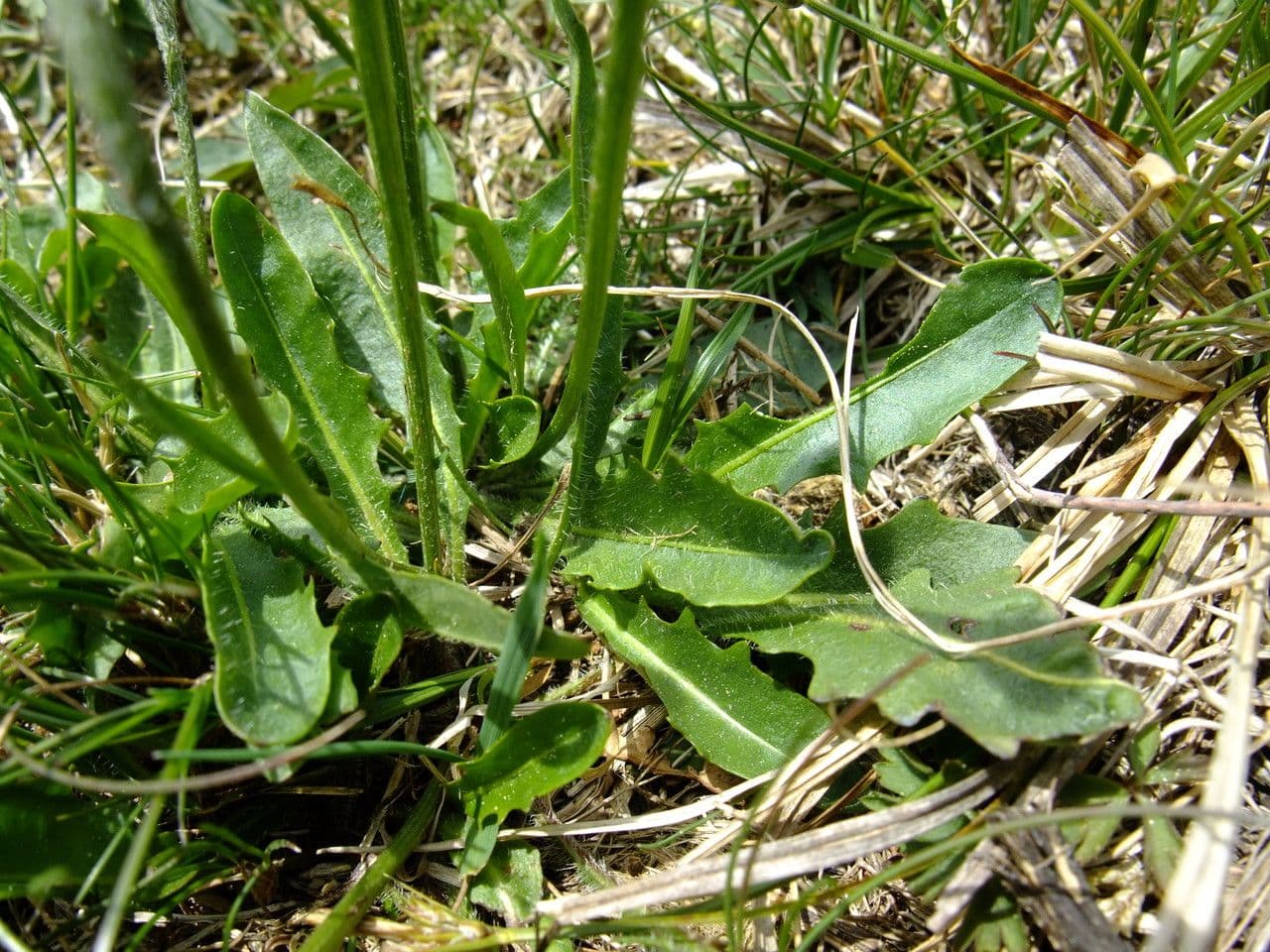 Hypochaeris uniflora 14