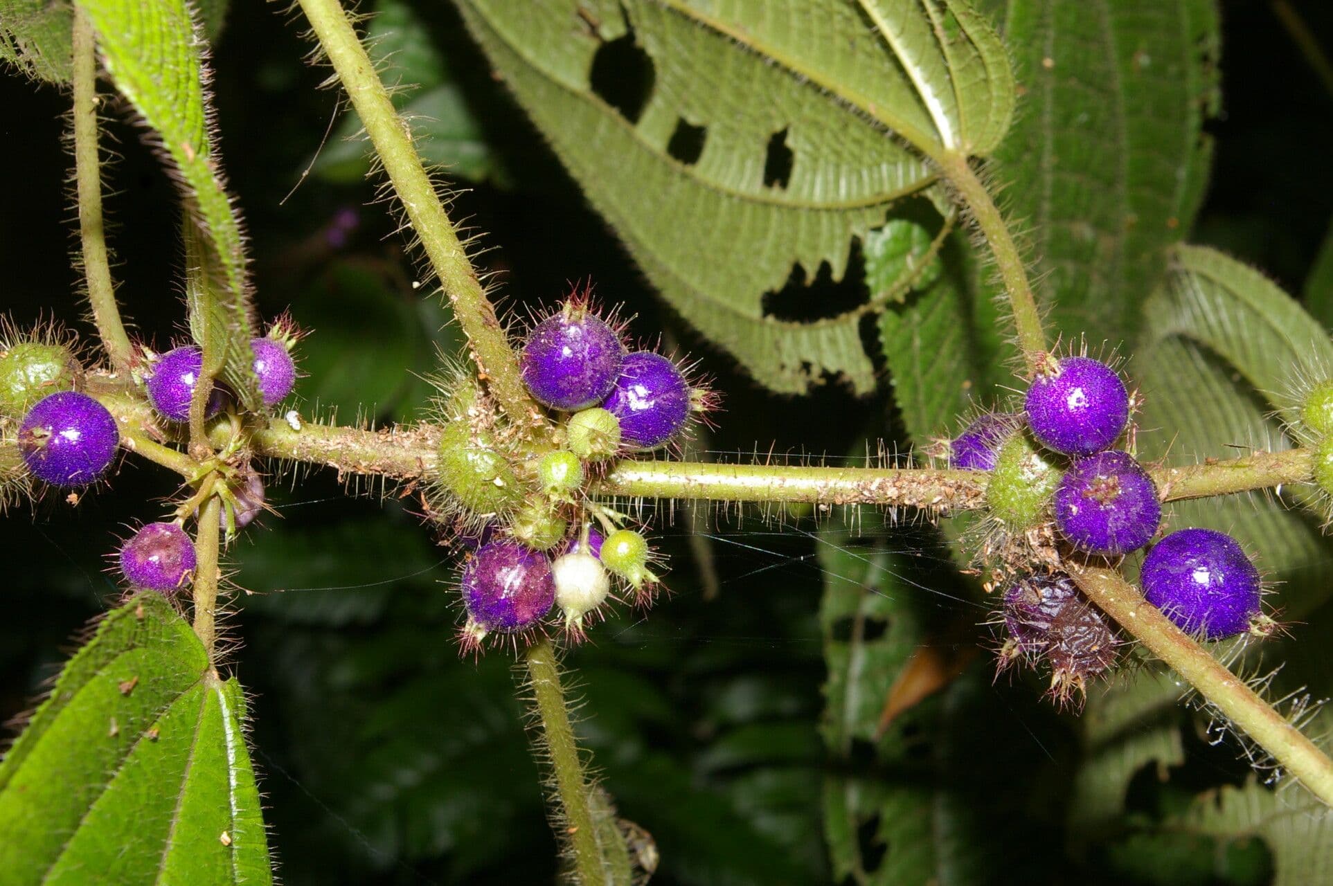 Miconia 6