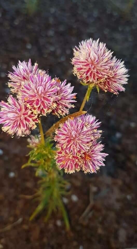 Gomphrena