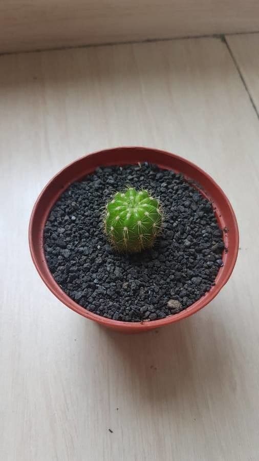 Echinopsis 8