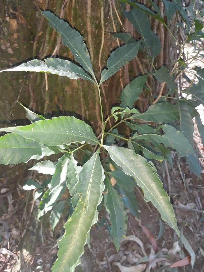 Trichilia 2