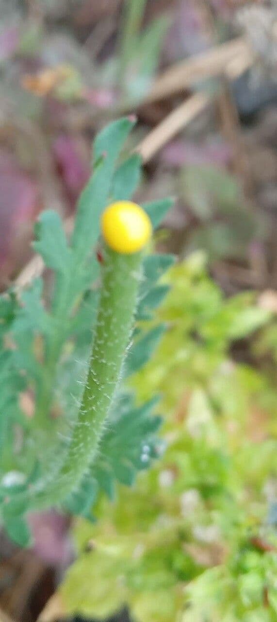 Saat-Mohn 30