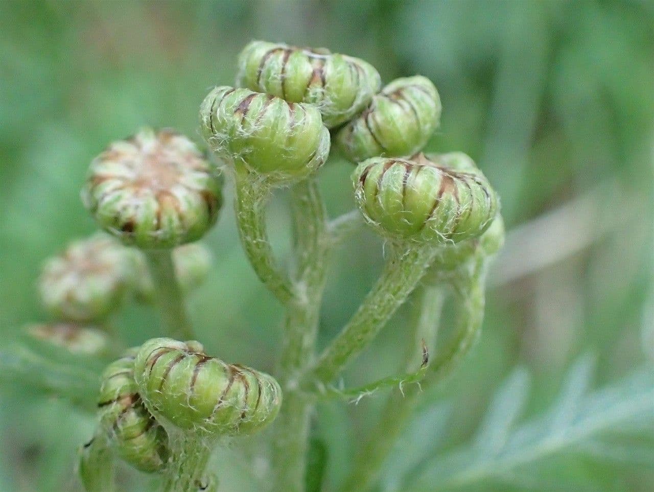 Erba-amara dei boschi 4