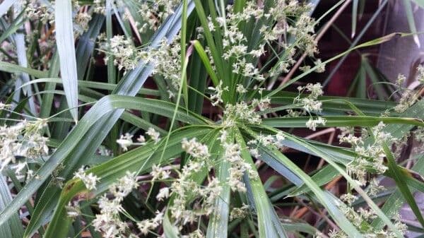 Cyperus alterniflorus 4