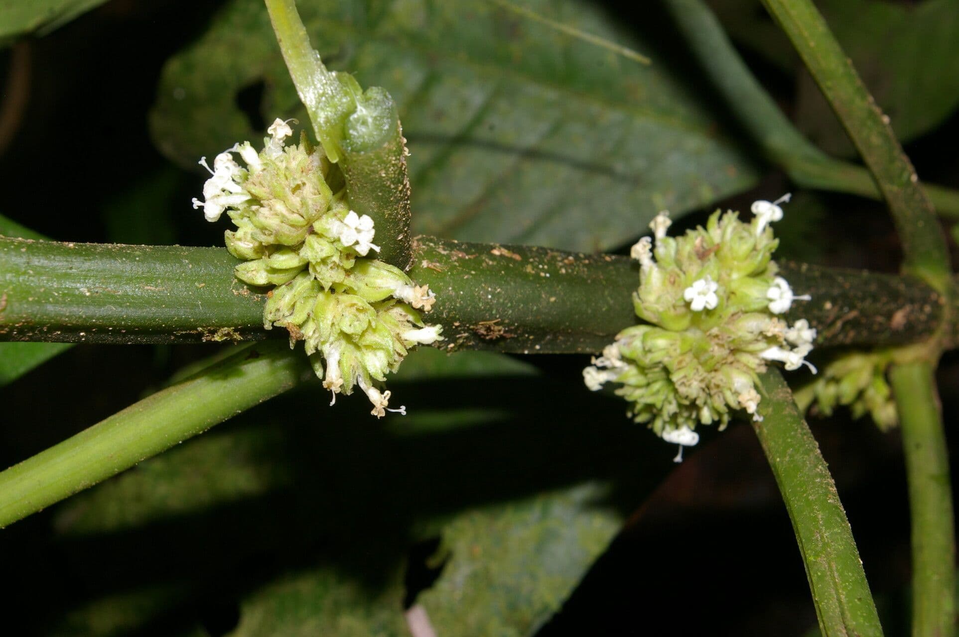 Notopleura 10