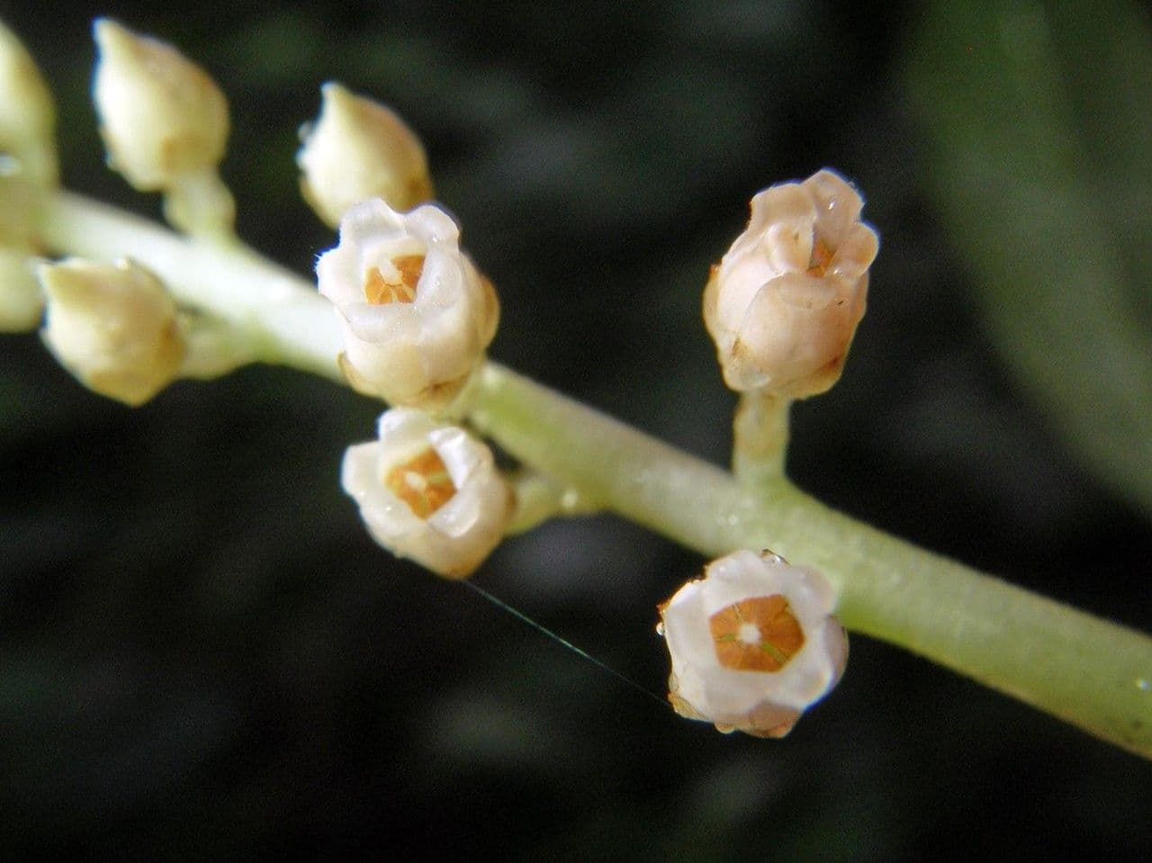 Rinorea 8