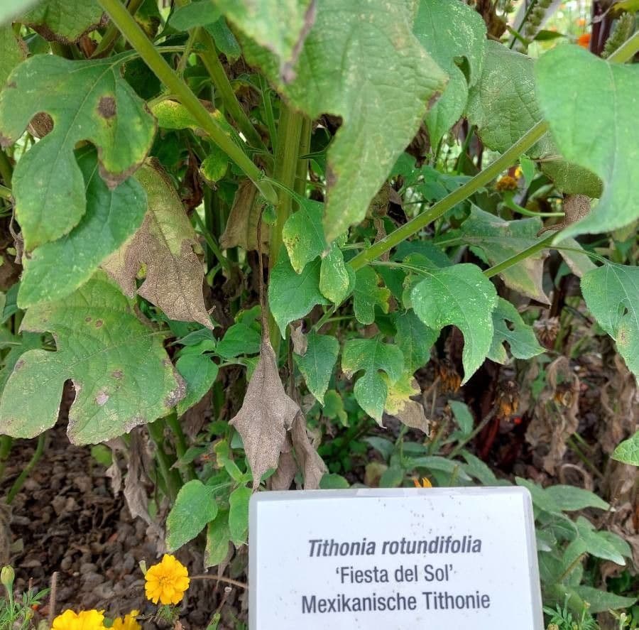 Tithonia rotundifolia 27