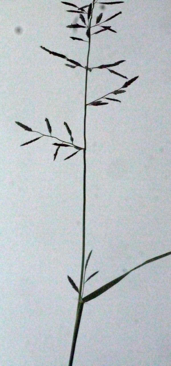 Eragrostis di Barrelier 22