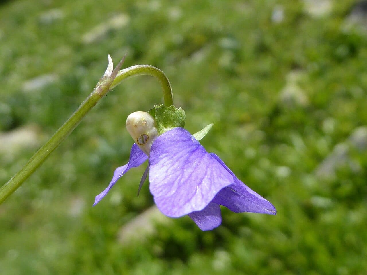 Viola di Rivinus 7