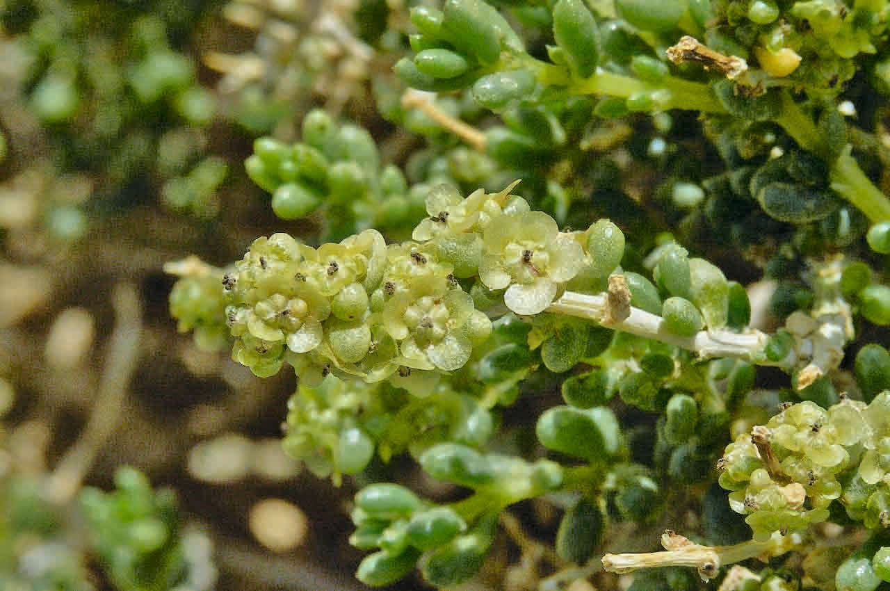 Slanica