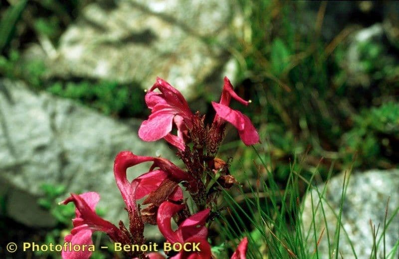 Pedicularis kerneri 17