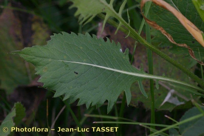 Klasea lycofolia 15