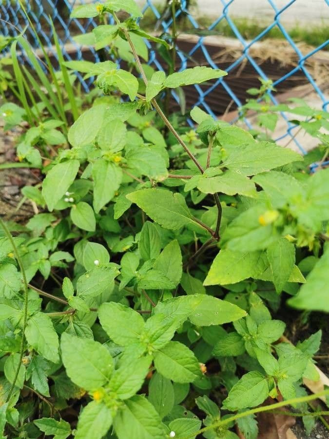 Eleutheranthera ruderalis 10