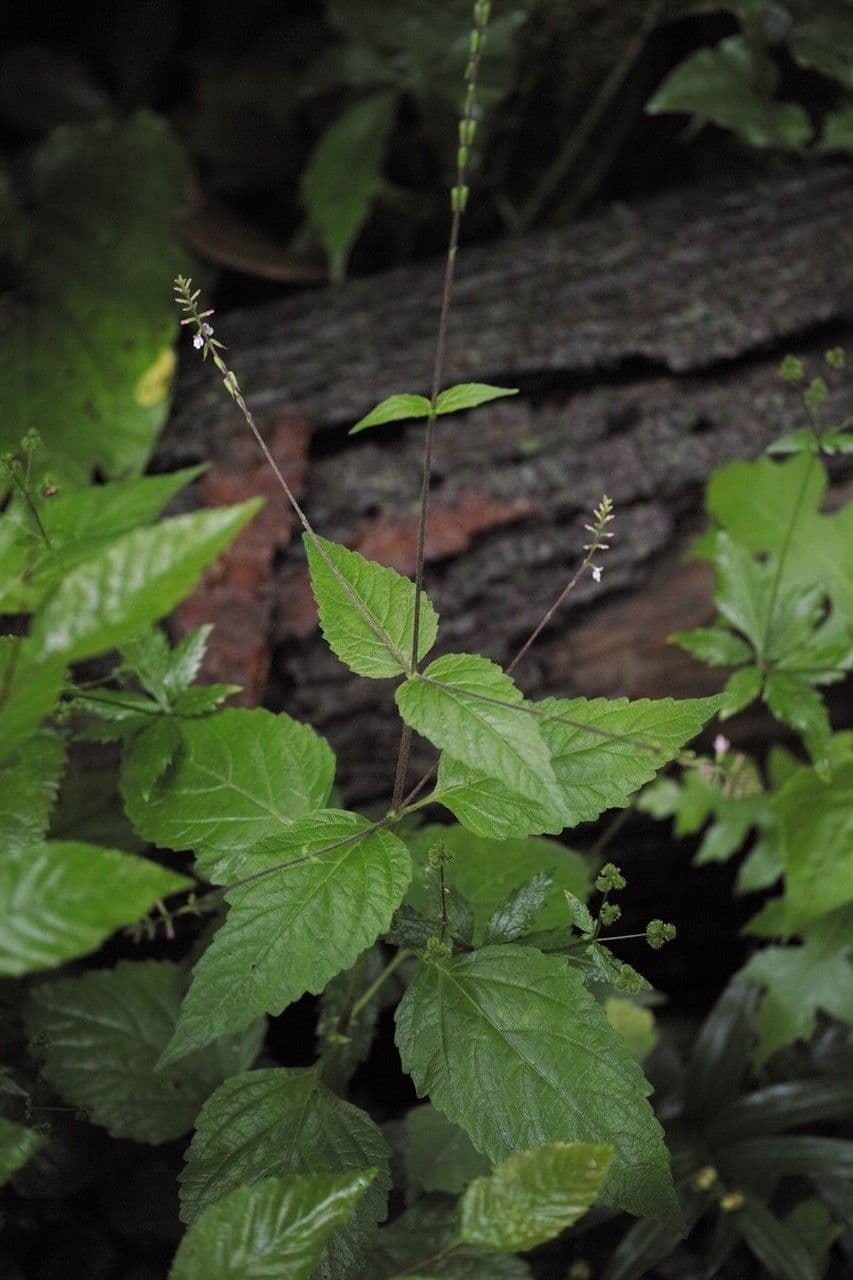 Phryma leptostachya 12
