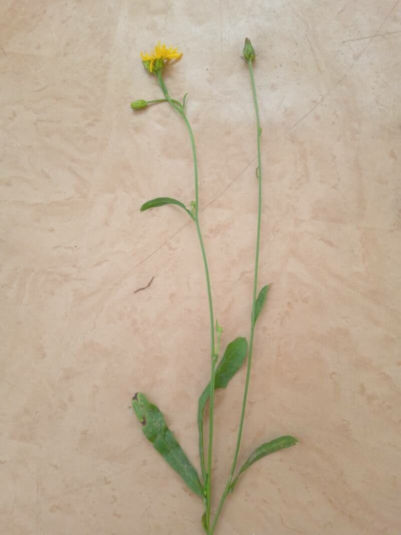 Radicchiella bienne 17