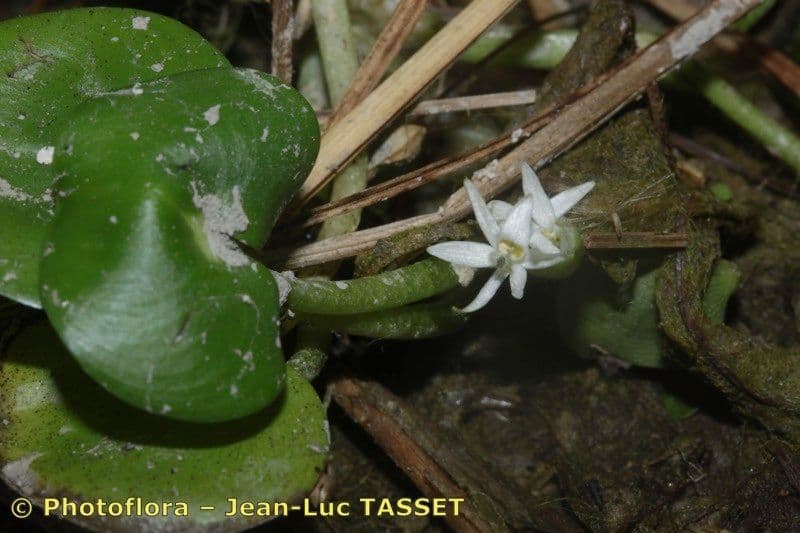 Heteranthera 19