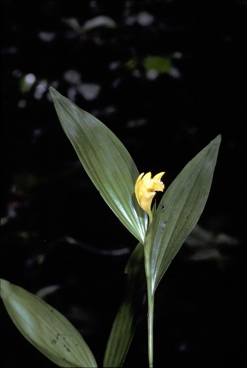 Sobralia