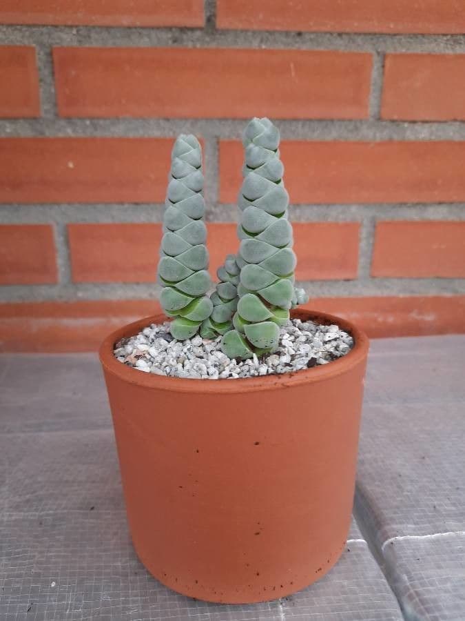 Crassula 6