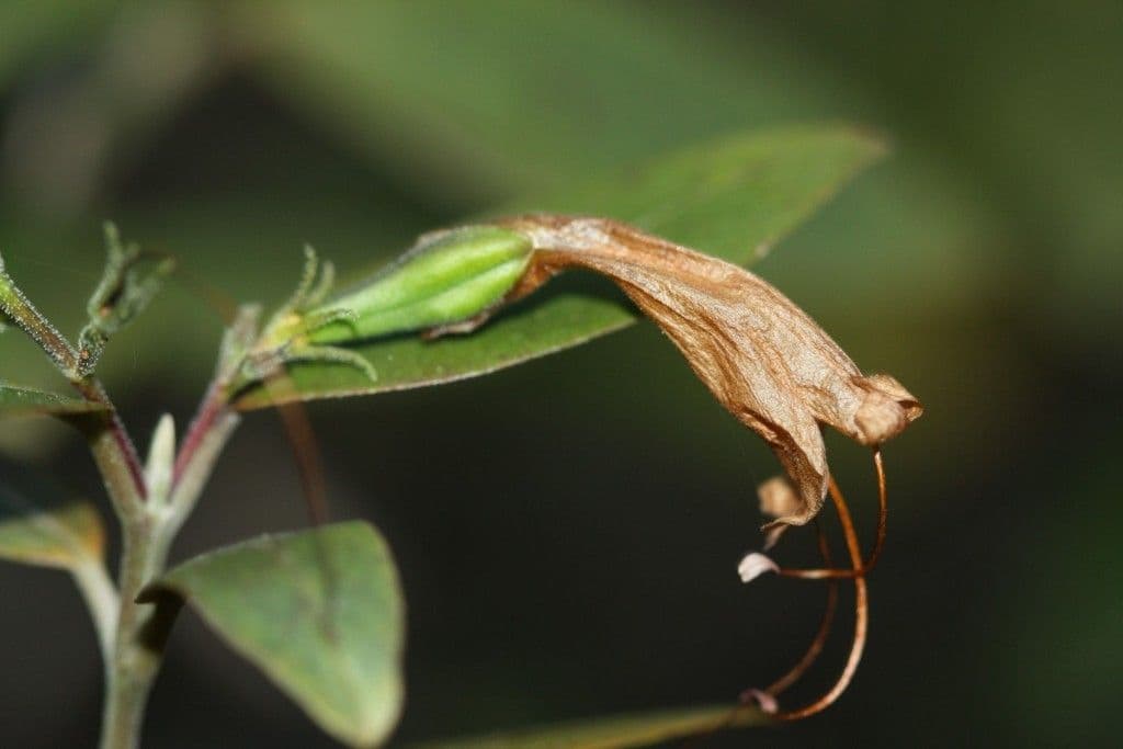 Graptophyllum