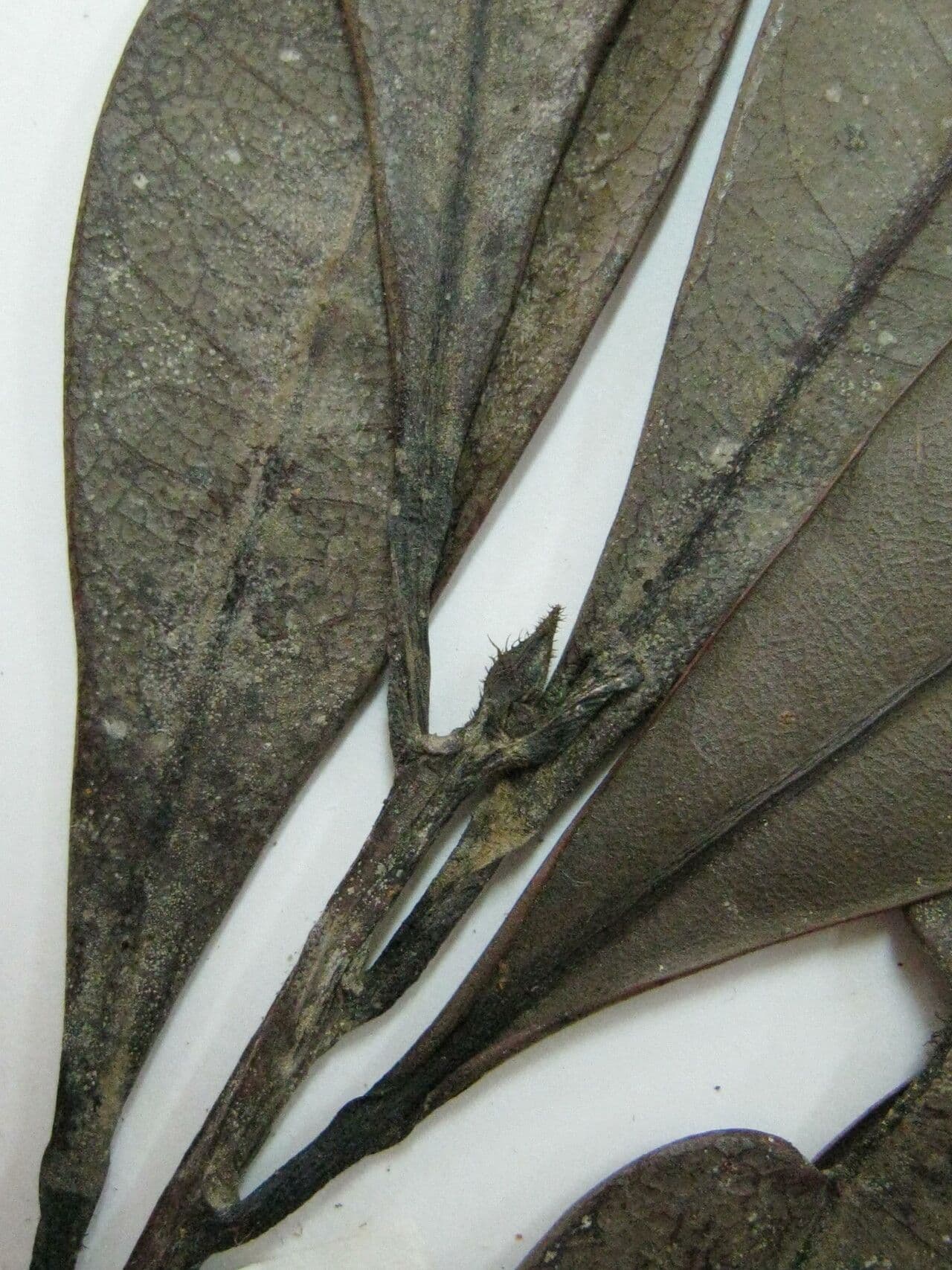 Ceanothusblättrige Ocotea 6