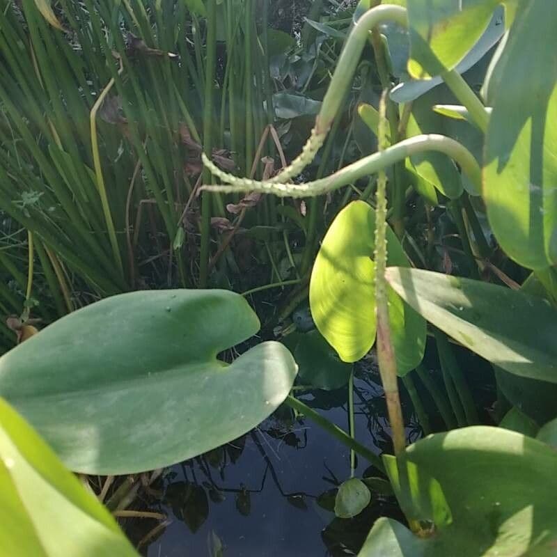 Pontederia 3