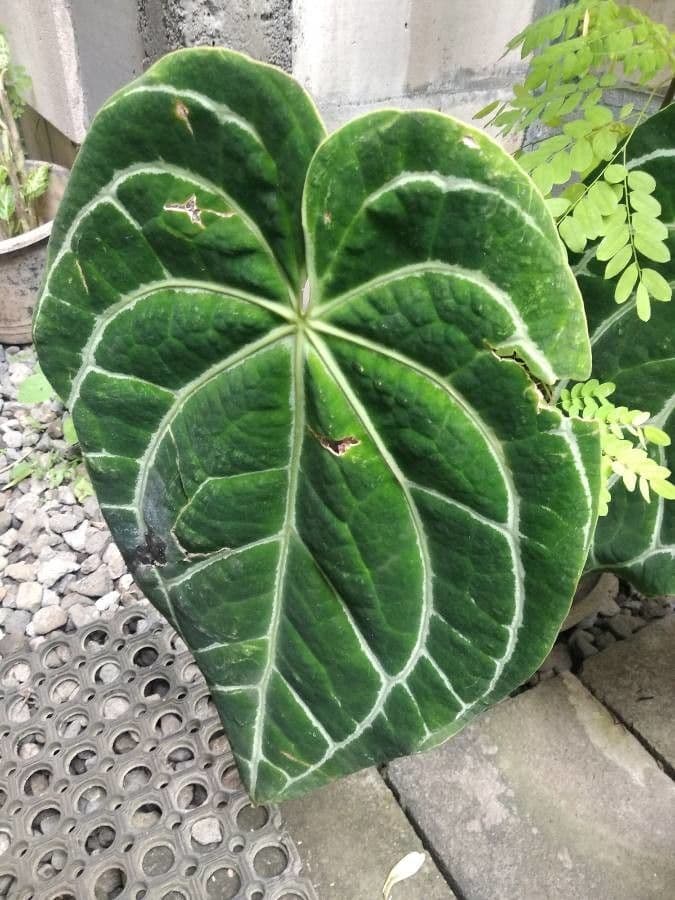 Anturio