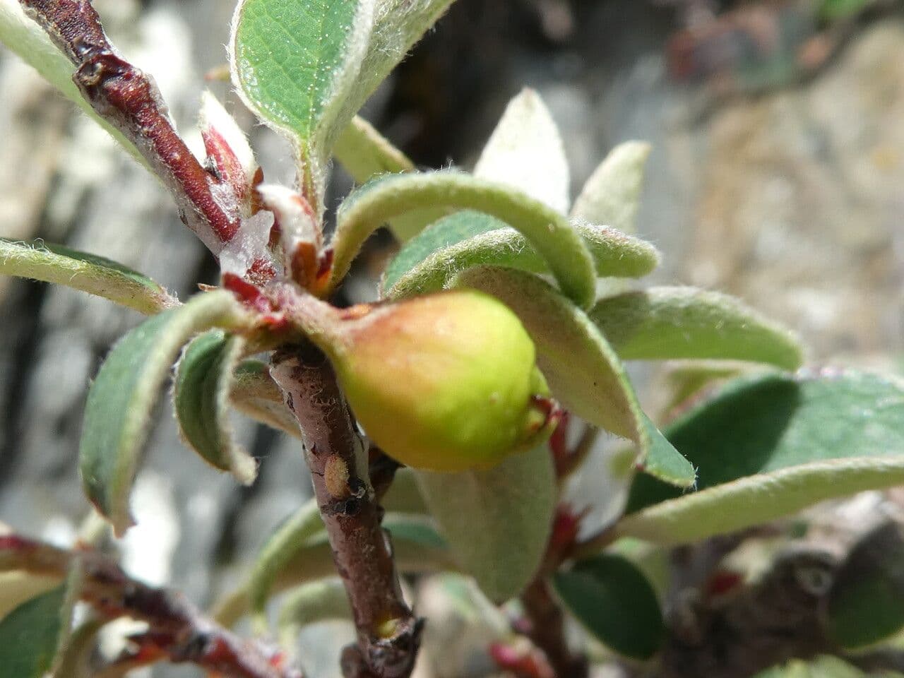 Cotonéaster commun 4