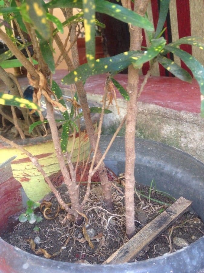 Croton variegato 23