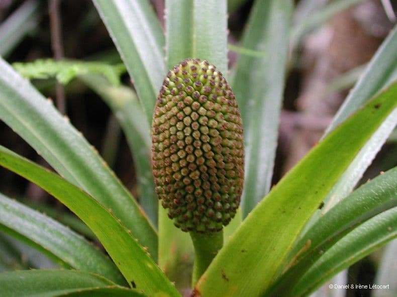 Freycinetia 3