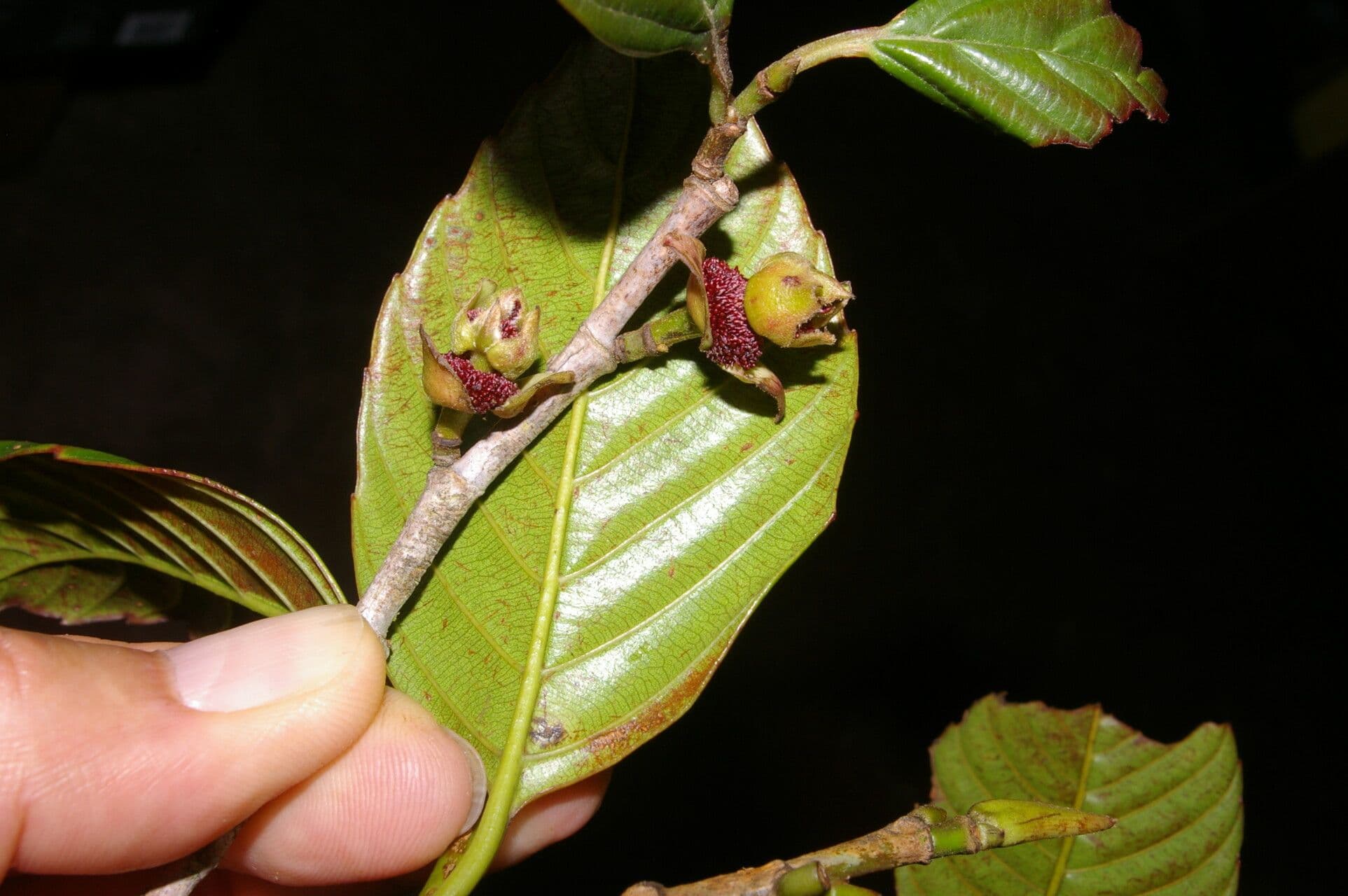 Ticodendron