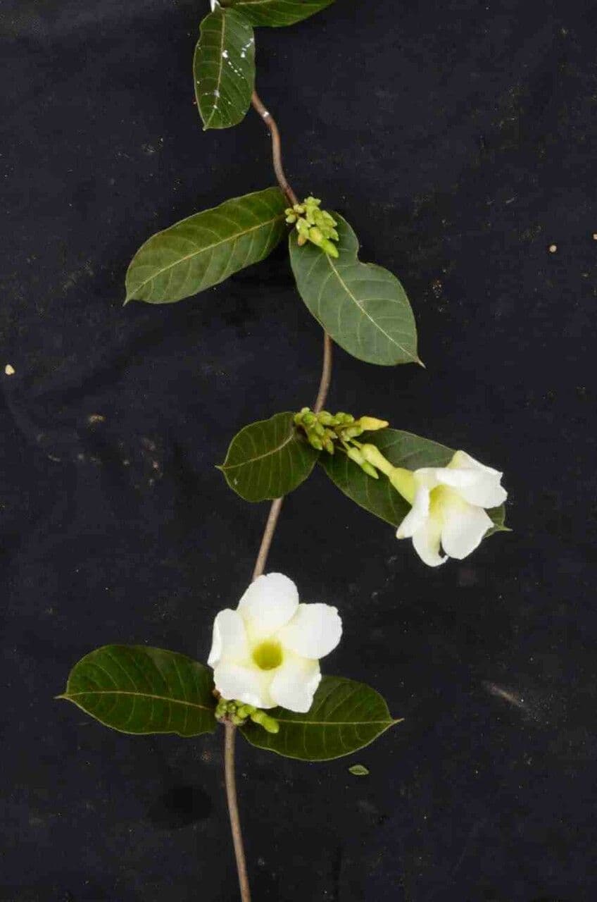 Odontadenia 6
