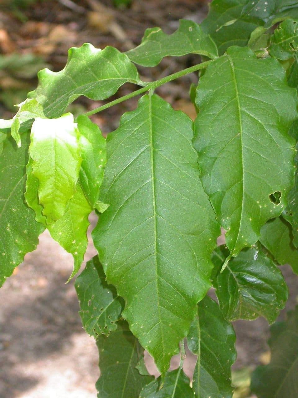 Bunchosia 7