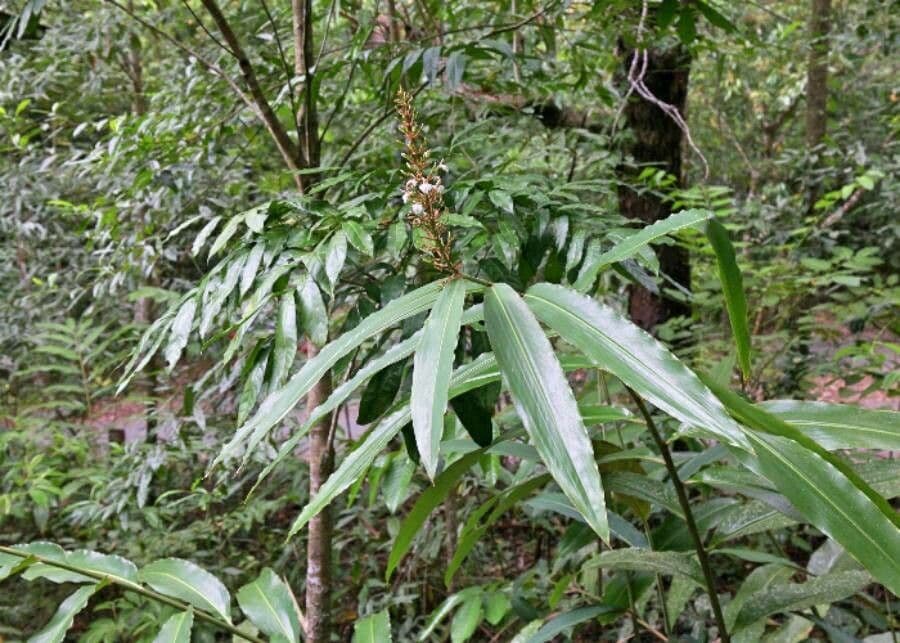 Alpinia blu 8
