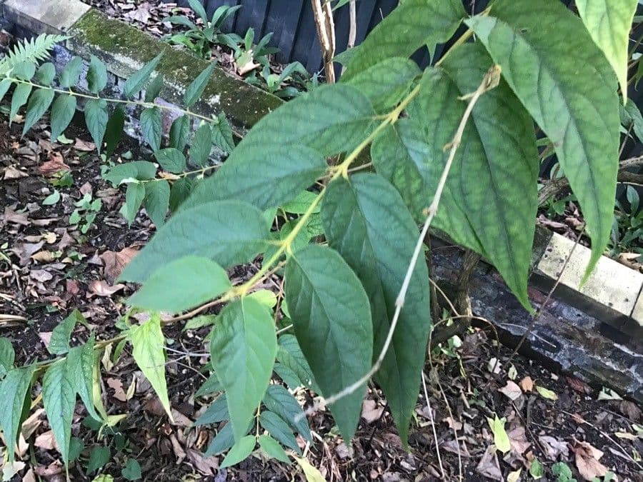 Schmetterlingsstrauch