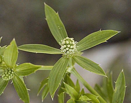 Eryngium foetidum 5